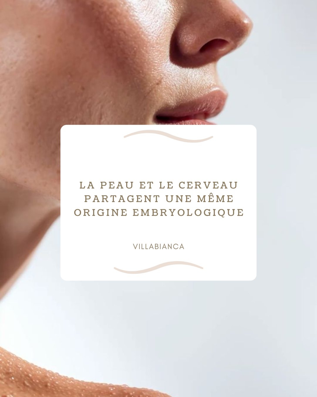 La peau et le cerveau partagent une même origine embryologique